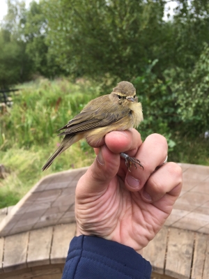 Wildlife sightings for 25th November 2024